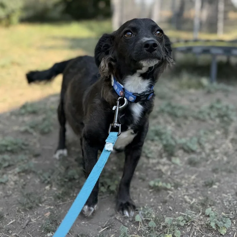 An adult small-sized female Terrier dog named Junie for adoption in Spokane, WA