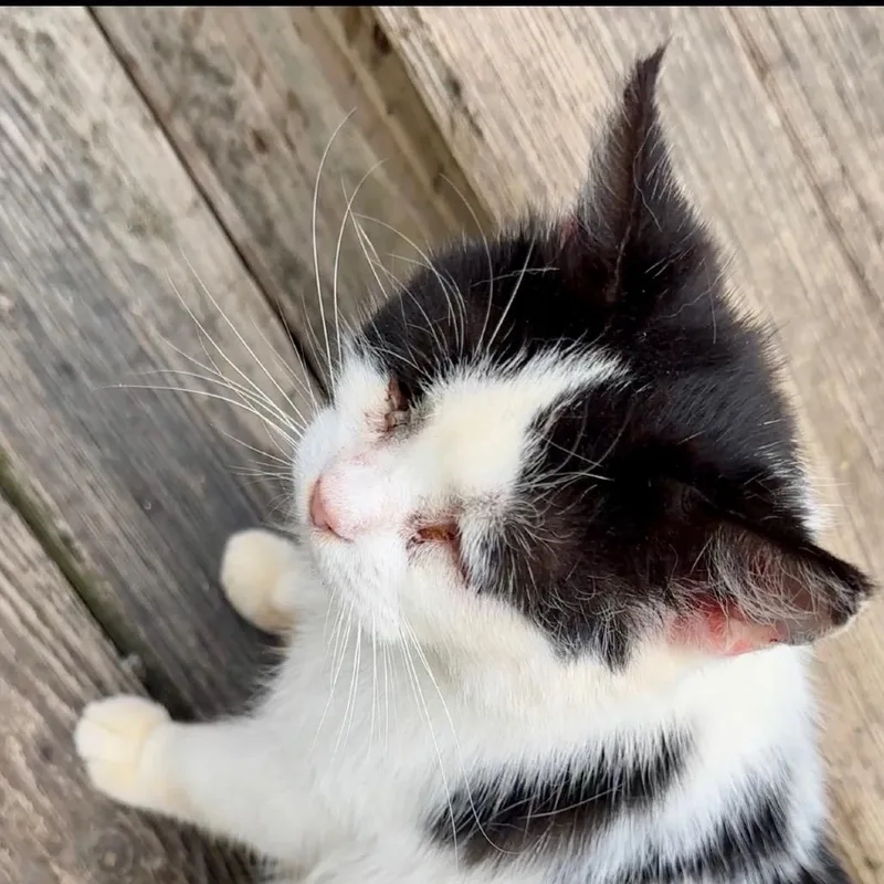 A young small-sized female Black Domestic Short Hair cat named Halo Lichens for adoption in Woodstock, VA
