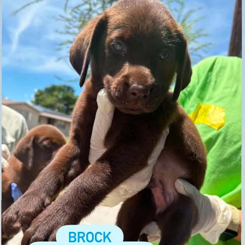 A baby small-sized male Brown / Chocolate Chocolate Labrador Retriever dog named Brock for adoption in Tampa, FL