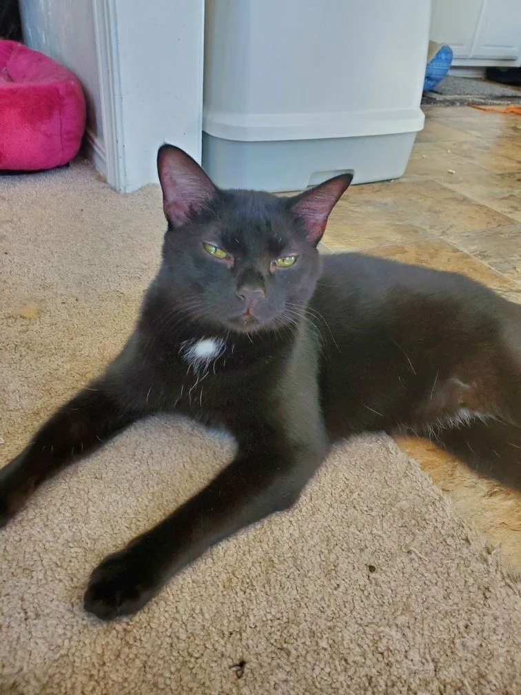 Jinx And Waldorf thumbnail 3