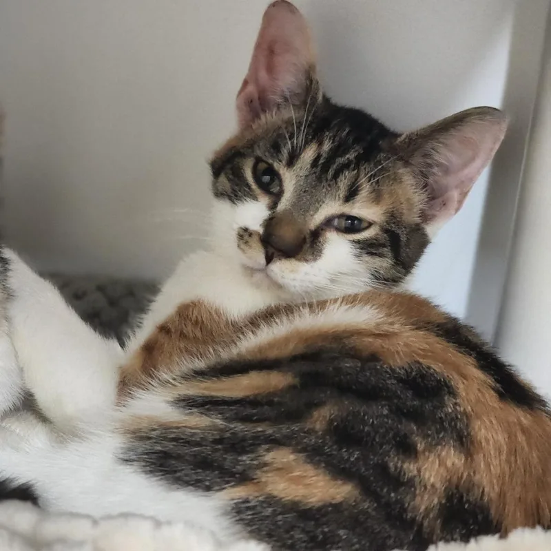 A young medium-sized female Calico Domestic Short Hair cat named Esther for adoption in Columbus, NC