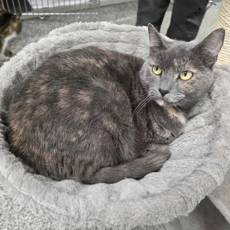 Martina Mcbride thumbnail 2