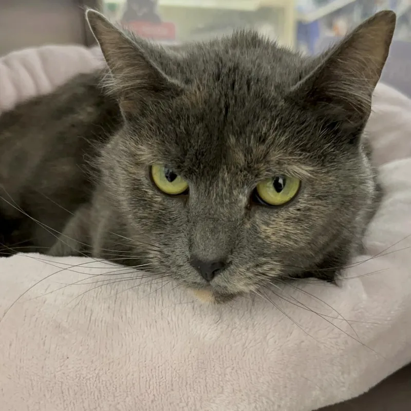 Martina Mcbride thumbnail 5