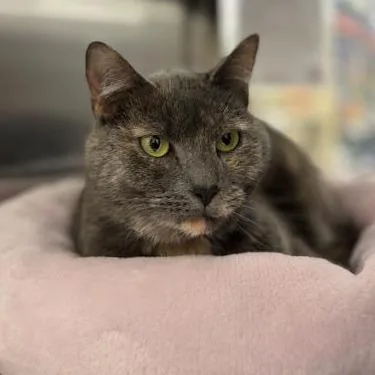 Martina Mcbride thumbnail 6