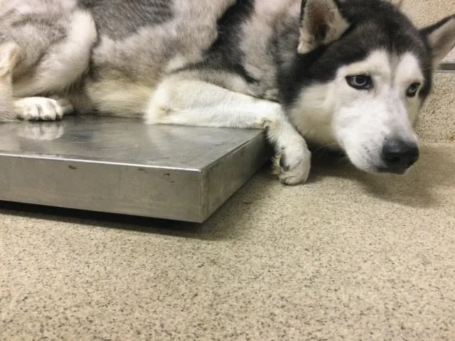 An adult large-sized male Siberian Husky dog named Pepper for adoption in Riverside, CA