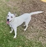 An adult medium-sized female White / Cream Jack Russell Terrier dog named Aspen for adoption in Haltom City, TX