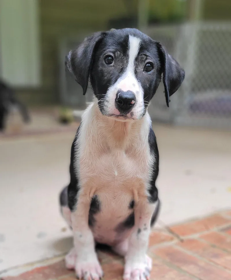 A baby medium-sized female Labrador Retriever dog named Hailey Dunphy for adoption in Alpharetta, GA
