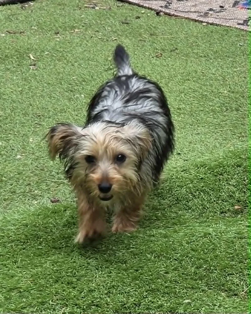 A baby small-sized female Yorkshire Terrier dog named All Star Harper for adoption in Havertown, PA