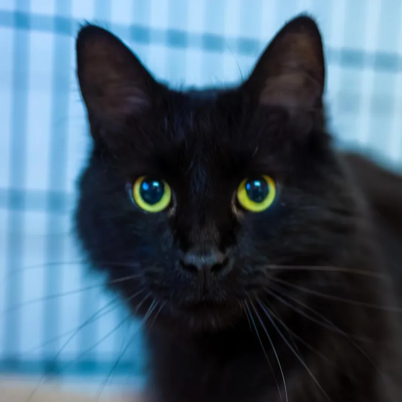 A senior large-sized male Black Domestic Long Hair cat named Bang Bang for adoption in Decatur, GA