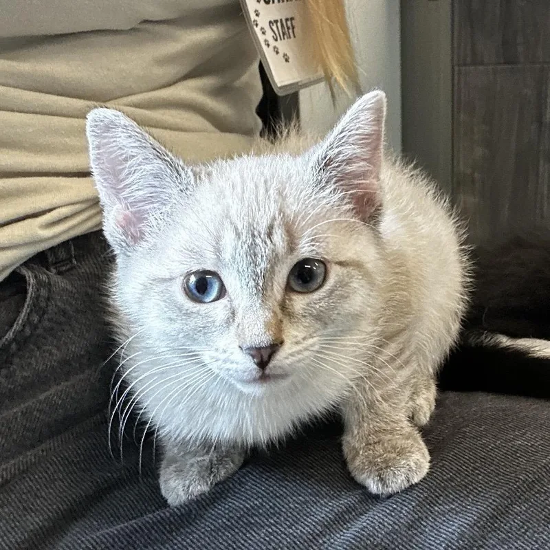 A baby small-sized female White Domestic Short Hair cat named Tofu for adoption in Hinsdale, IL