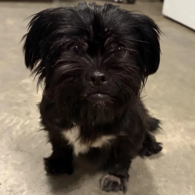 Pepper