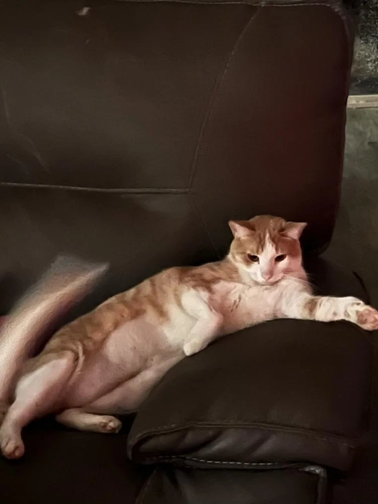 A young medium-sized male Orange & White Domestic Short Hair cat named Peaches for adoption in Mira Loma, CA