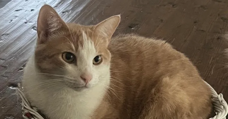 Peaches thumbnail 2
