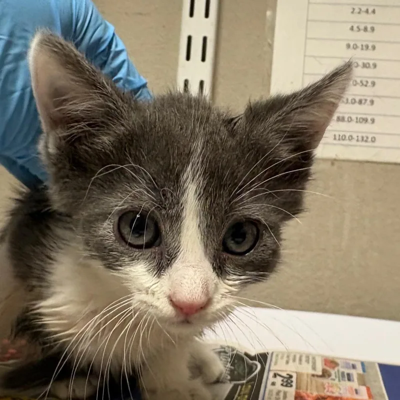 A baby small-sized male Gray / Blue / Silver Domestic Short Hair cat named Sherbert for adoption in Kanab, UT