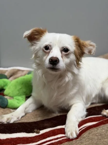 A young small-sized male White / Cream Chihuahua dog named Pato for adoption in Sacramento, CA