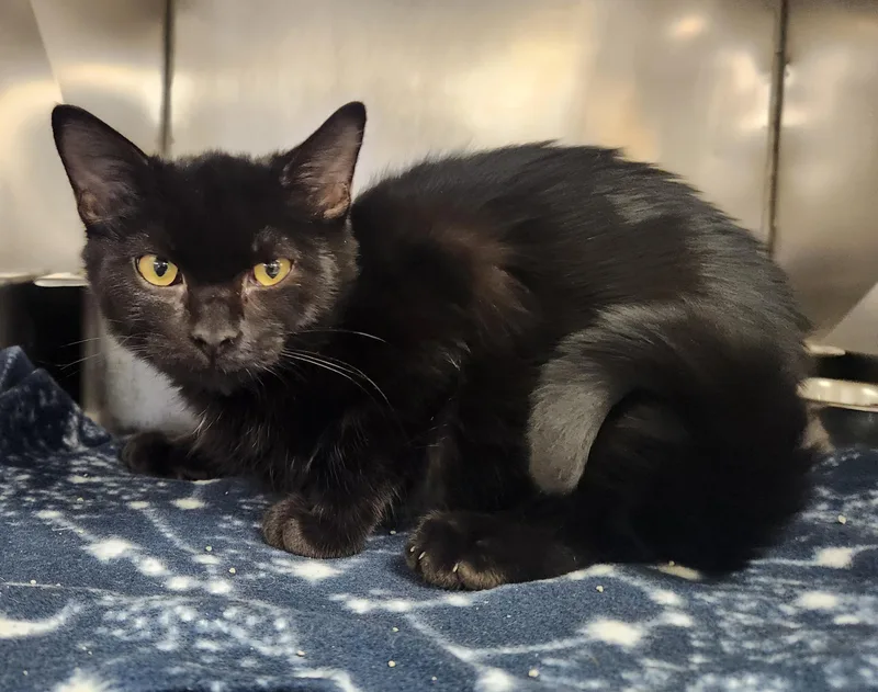 A baby medium-sized male Black Domestic Short Hair cat named Shadow for adoption in Clayton, NJ