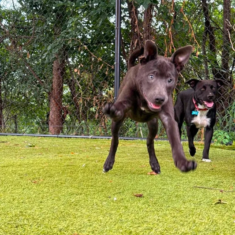 A young medium-sized male Gray / Blue / Silver Mixed Breed dog named Dibs for adoption in Rockville, MD