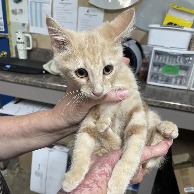 A baby small-sized male Orange / Red Domestic Short Hair cat named Electrode for adoption in Eureka Springs, AR