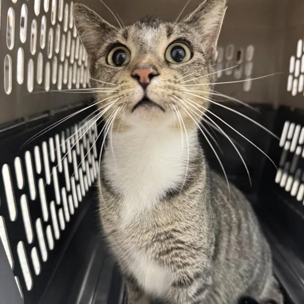 A young medium-sized female Domestic Short Hair cat named Snowball for adoption in Des Moines, IA