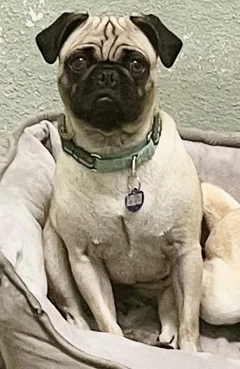 A young small-sized female Pug dog named Baby Pug for adoption in Lake Forest, CA