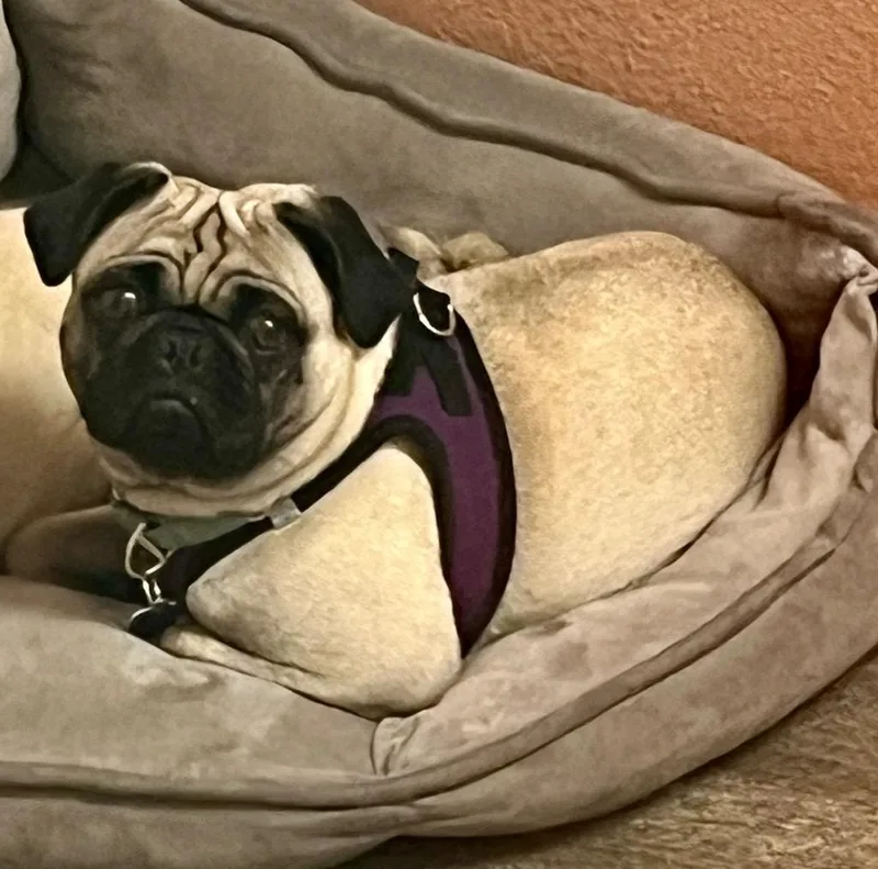 Baby Pug thumbnail 2