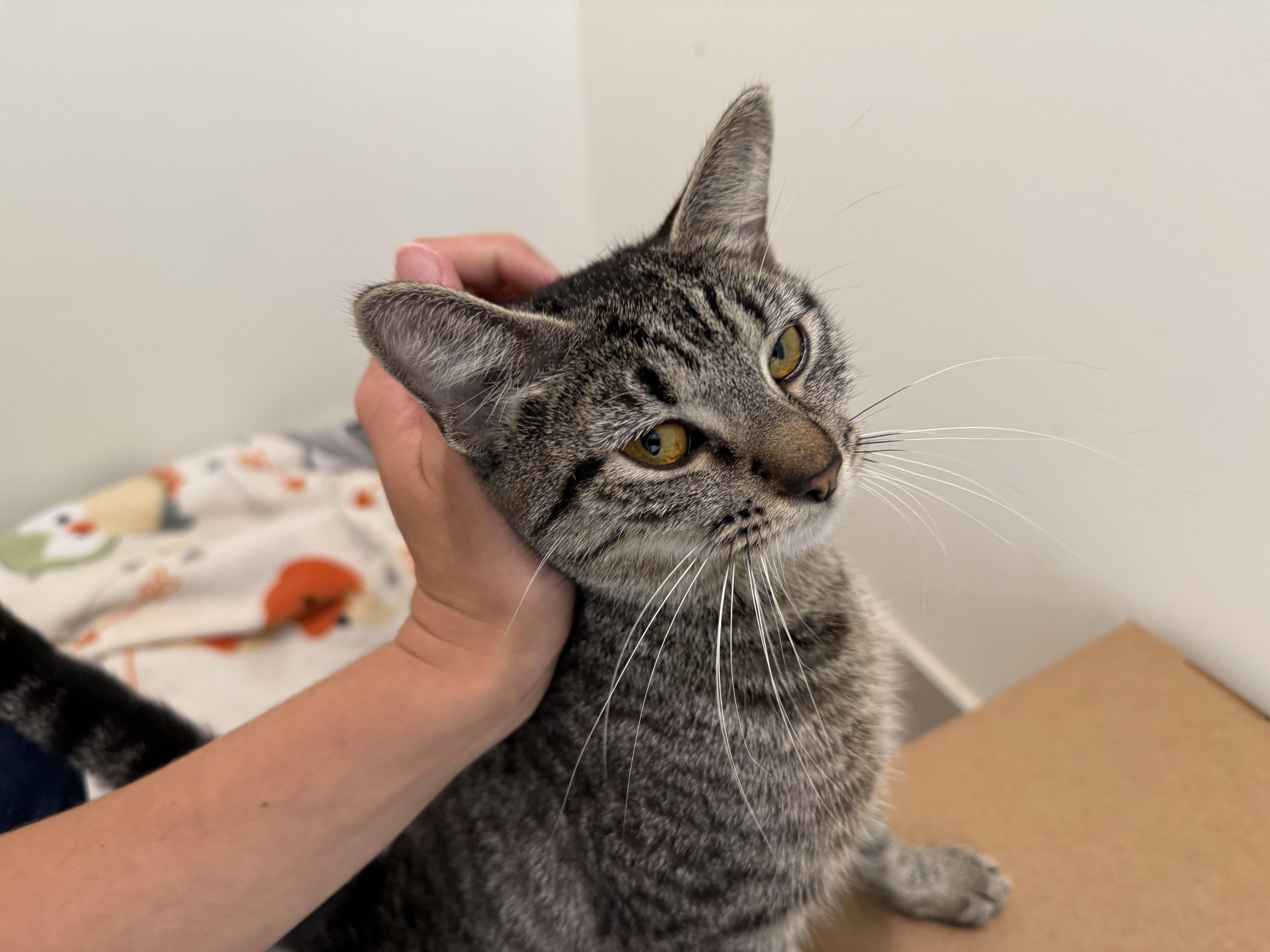 A young medium-sized female Tabby (Buff / Tan / Fawn) American Shorthair cat named Willow for adoption in Evanston, IL