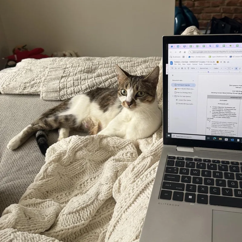 A young small-sized female Brown / Chocolate Domestic Short Hair cat named Latte for adoption in Jarrettsville, MD