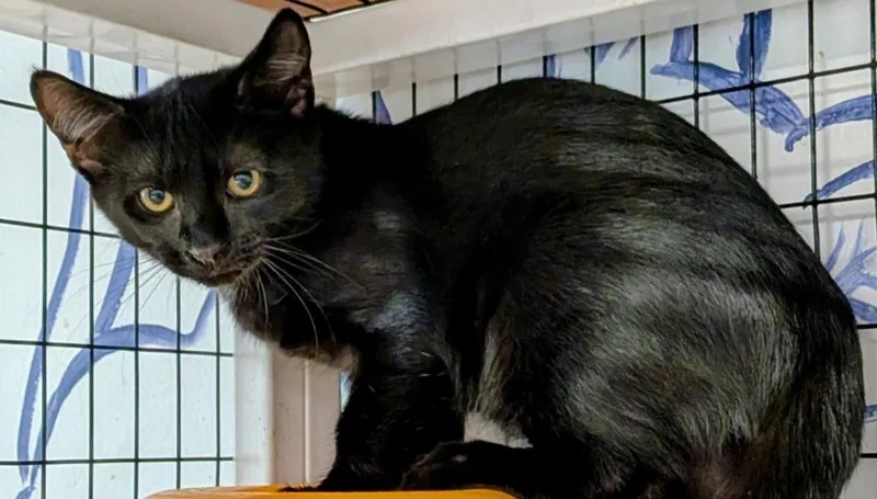 A baby small-sized male Domestic Short Hair cat named Ebony for adoption in St. Augustine, FL