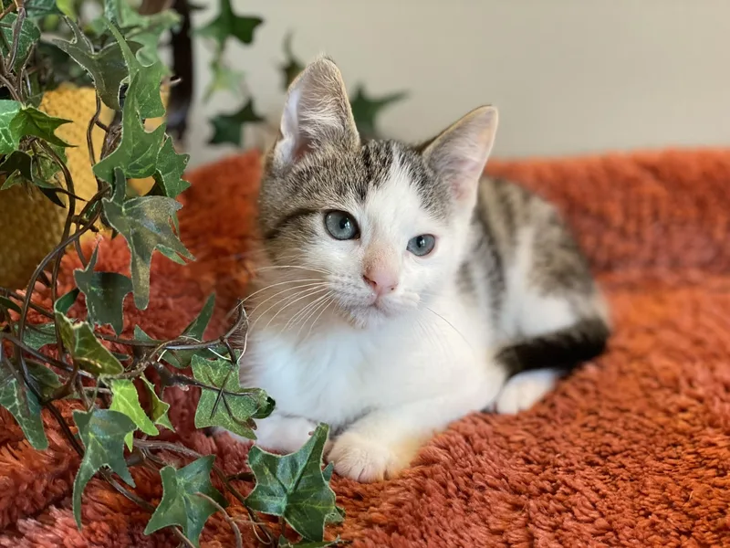 A baby medium-sized male Tabby (Buff / Tan / Fawn) Tabby cat named Bart for adoption in Taylor, MI