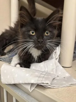 A baby small-sized female Domestic Short Hair cat named Paramore  I am for adoption in East Brookfield, MA