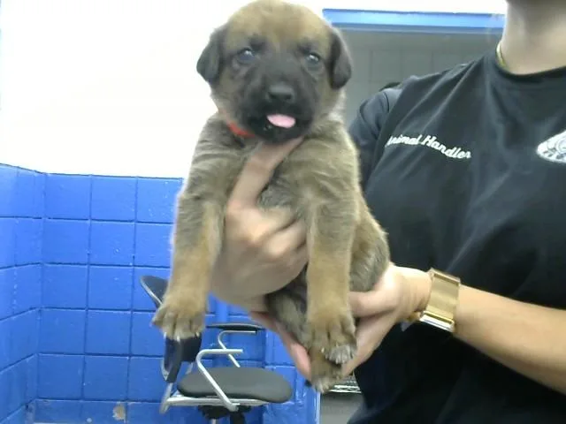 A baby small-sized female German Shepherd Dog dog named Starling for adoption in Albuquerque, NM