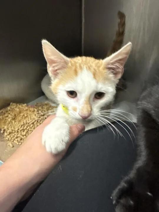 A young medium-sized male Orange / Red Domestic Short Hair cat named Jasper for adoption in Cincinnati, OH