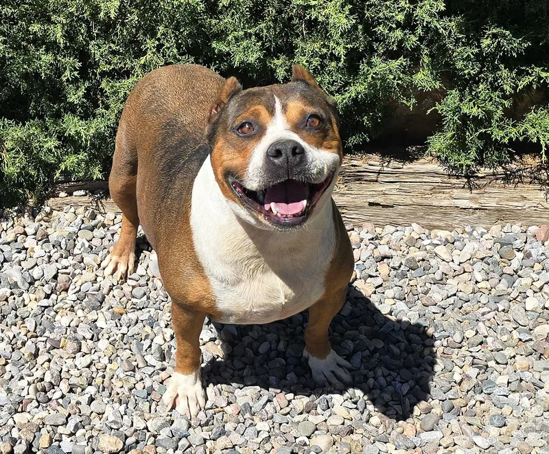 A young large-sized male American Staffordshire Terrier dog named Tolerant Mr Topo True for adoption in Albuquerque, NM
