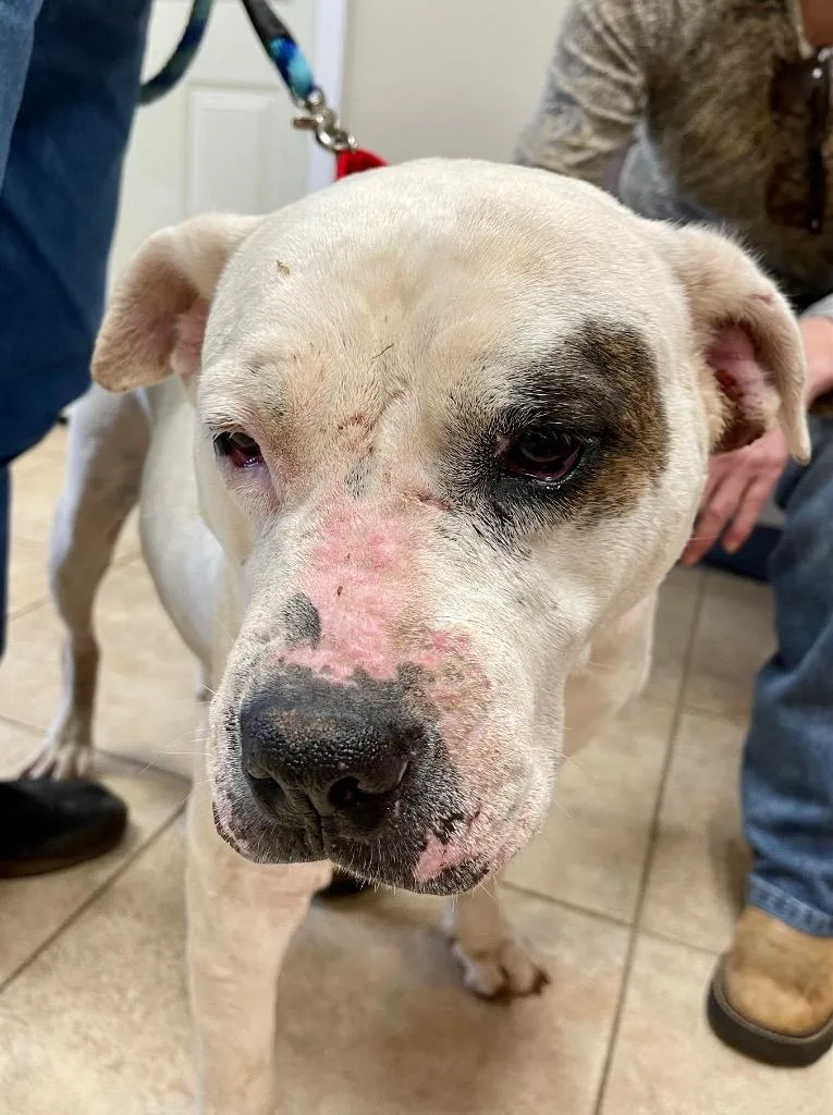 Lady Luck thumbnail 4