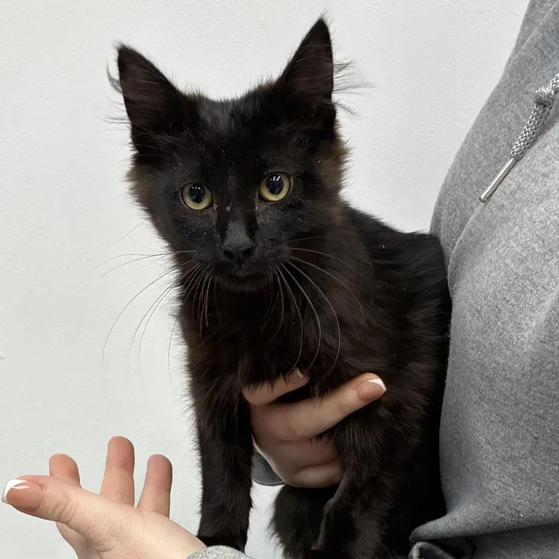 A baby medium-sized female Black Domestic Short Hair cat named Jet for adoption in Henderson, NV