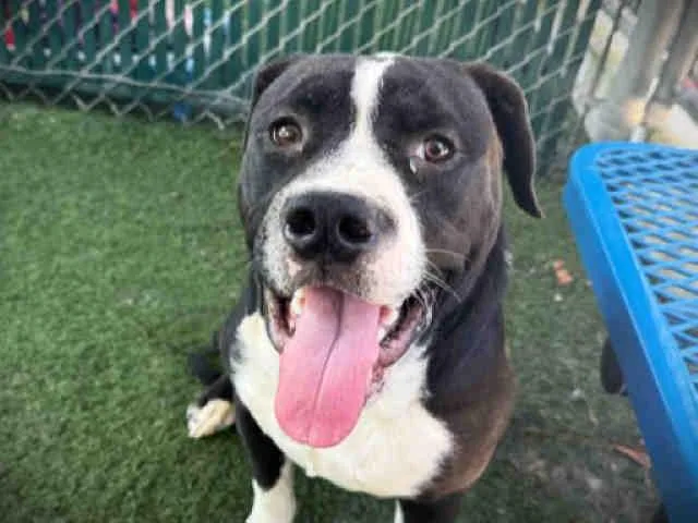 A young medium-sized male Pit Bull Terrier dog named Jelly for adoption in Bonita, CA