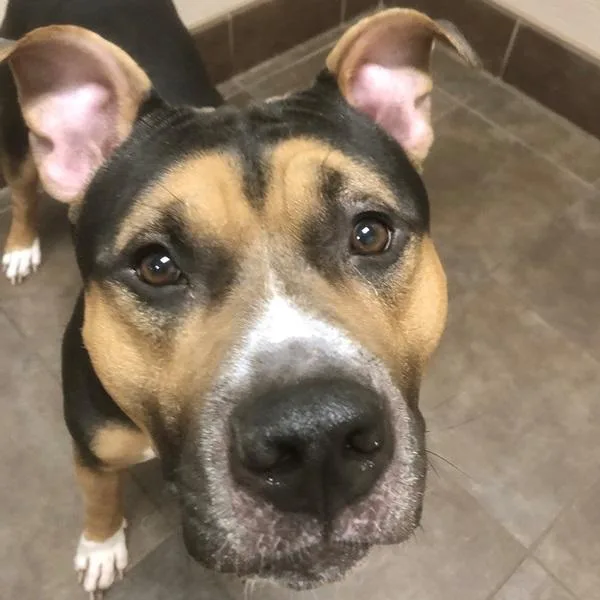 An adult large-sized male Pit Bull Terrier dog named Tyson for adoption in Des Moines, IA