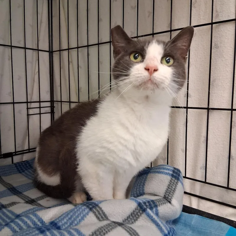 An adult large-sized female Gray & White Domestic Short Hair cat named Ester for adoption in Hudson, NY
