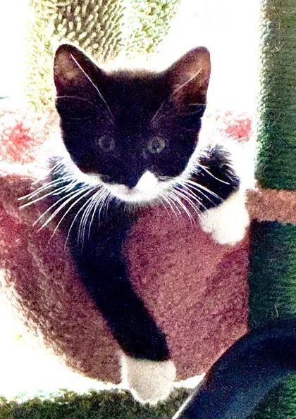 A baby small-sized male Black Domestic Short Hair cat named Jinx for adoption in Kansas City, MO