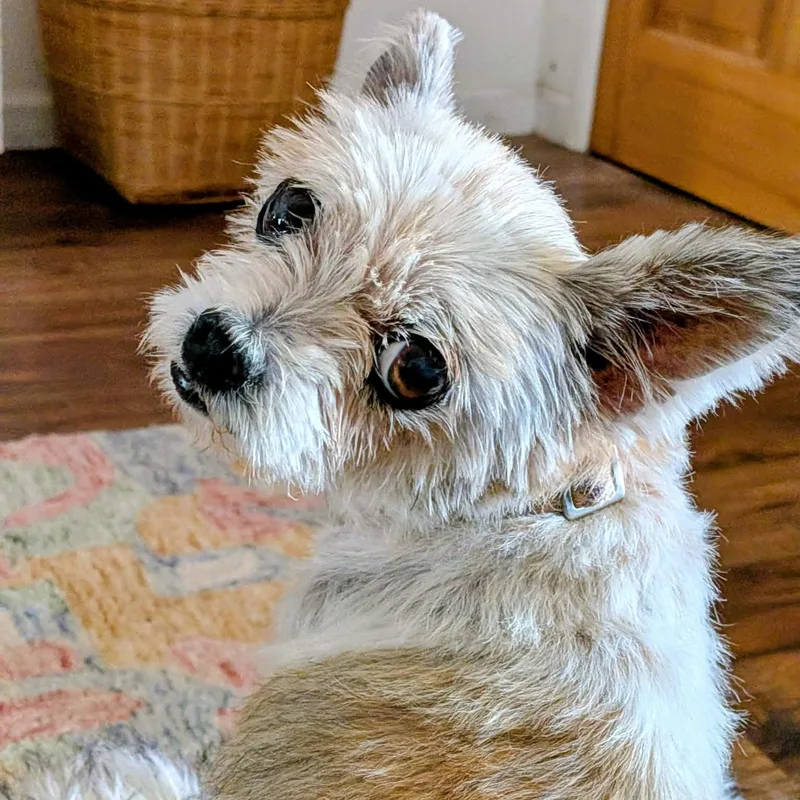 An adult small-sized female Yorkshire Terrier dog named Pippy for adoption in Marana, AZ
