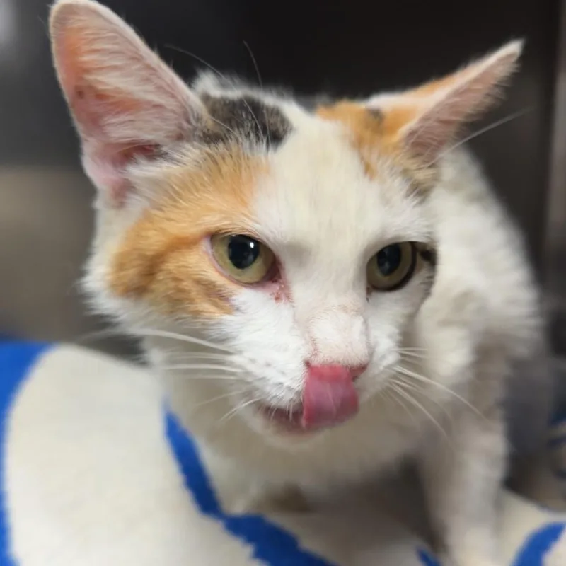 An adult medium-sized female White Domestic Short Hair cat named Tilly for adoption in Henderson, KY