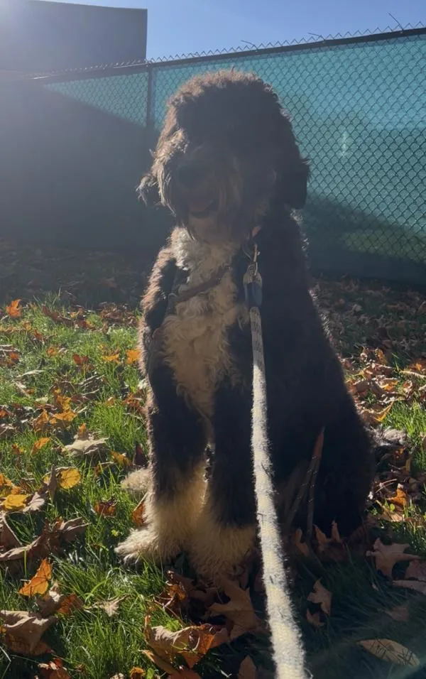 A young large-sized female Bernese Mountain Dog dog named Nyla for adoption in Stratham, NH