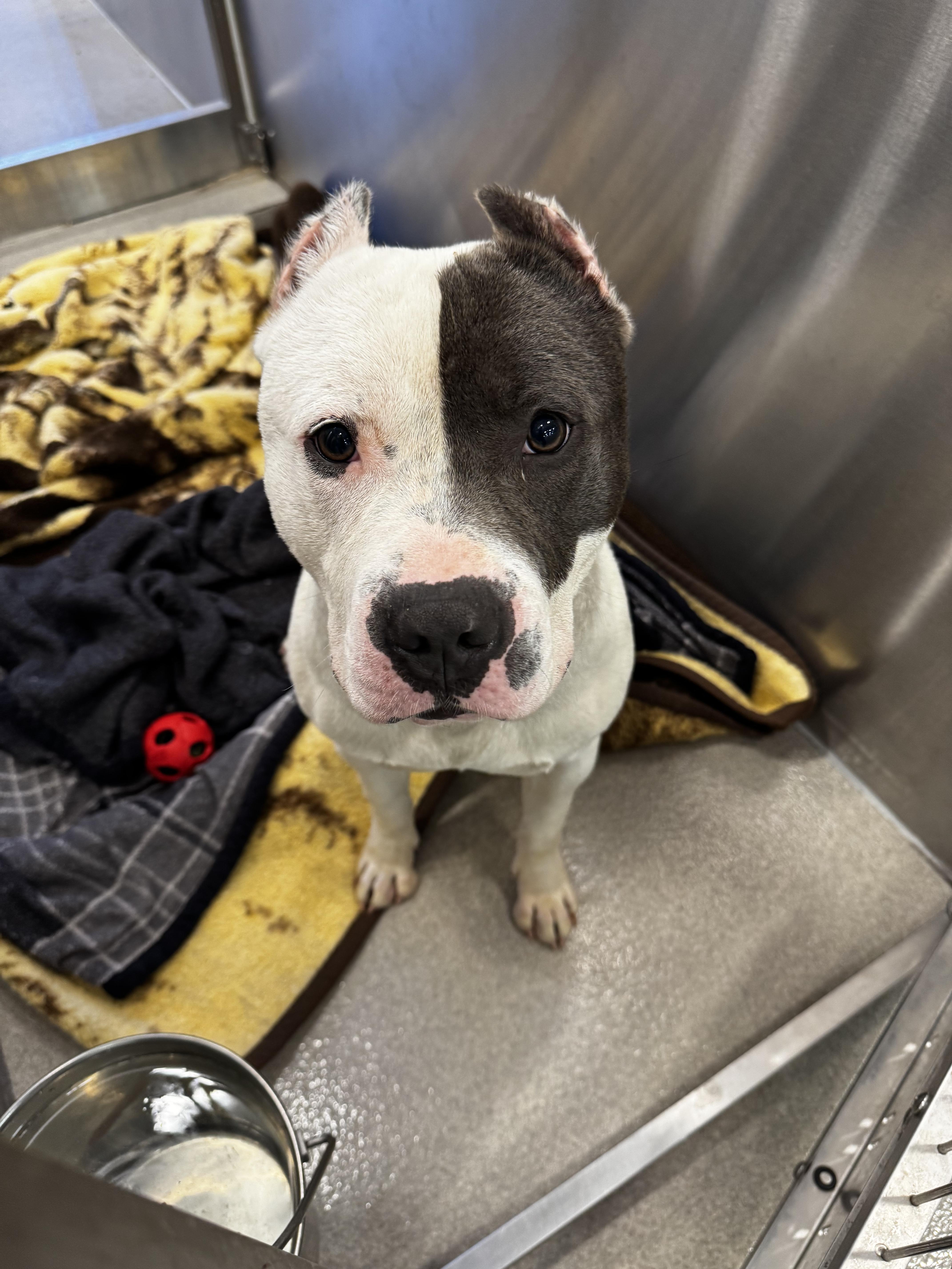 An adult large-sized male Black Pit Bull Terrier dog named 26-232 for adoption in Amityville, NY