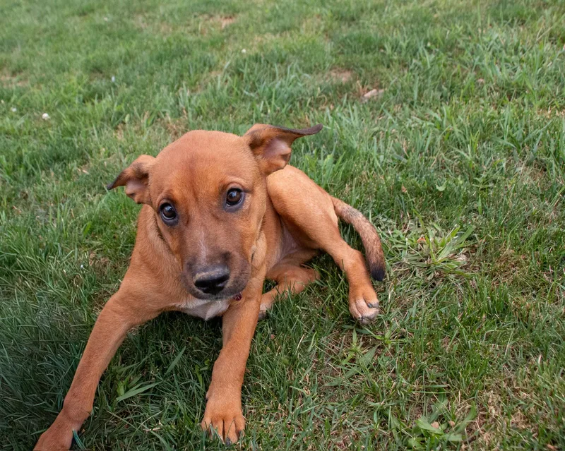 A baby medium-sized female Apricot / Beige Australian Cattle Dog / Blue Heeler dog named Shika for adoption in Houston, TX