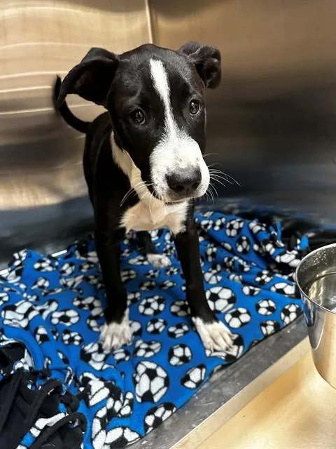 A young small-sized male Border Collie dog named Cory for adoption in Olivette, MO