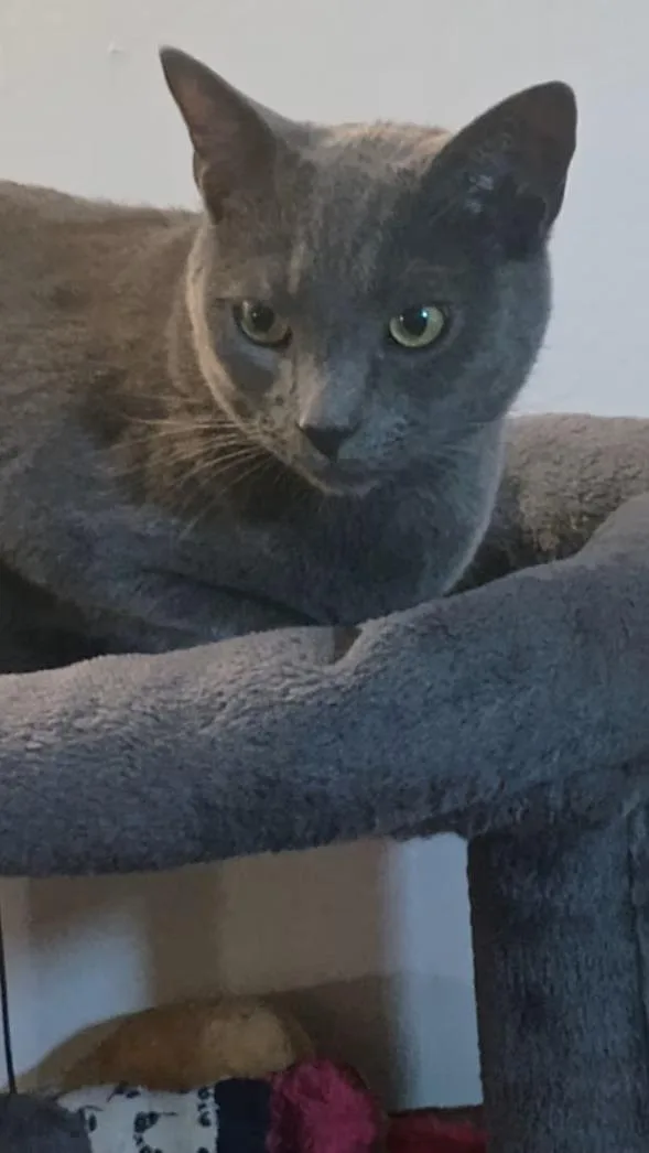 A young small-sized male Gray / Blue / Silver Domestic Short Hair cat named Big Sean rehome for adoption in Monterey, VA