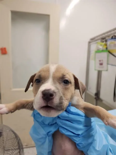 A baby small-sized male American Staffordshire Terrier dog named Max for adoption in San Antonio, TX