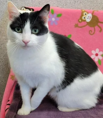An adult large-sized female Domestic Short Hair cat named Shelly for adoption in Eugene, OR