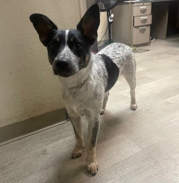 A young medium-sized male Australian Cattle Dog / Blue Heeler dog named Will for adoption in San Diego, CA
