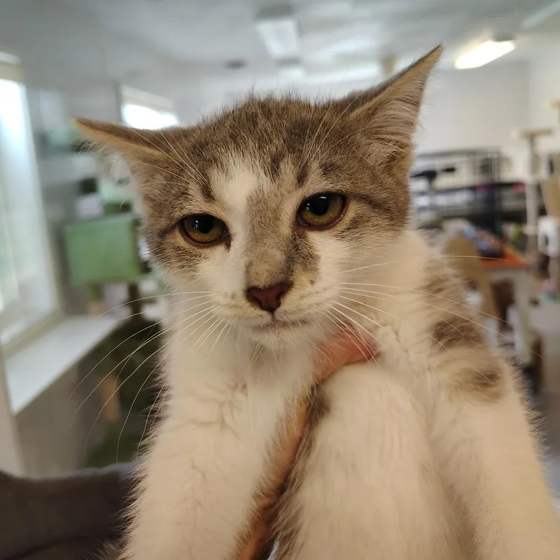 A young small-sized male Gray & White American Curl cat named Burrito for adoption in Indiana, PA